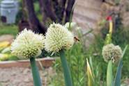 Le Jardin Conservatoire des Plantes Tinctoriales