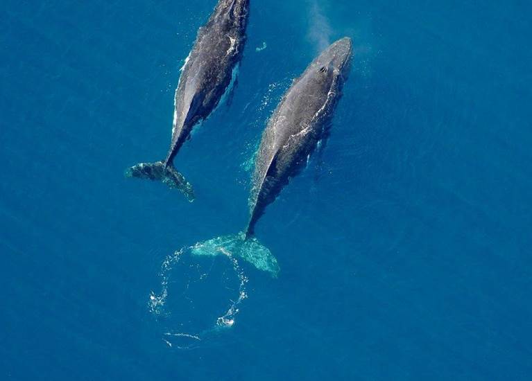Les baleines